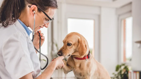 Veterinaria atendiendo a un perro