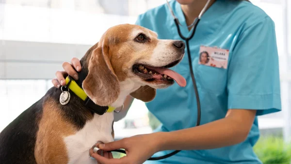 Perro en el veterinario