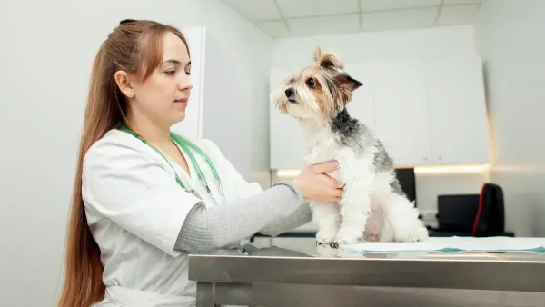 Veterinaria atendiendo a un perro