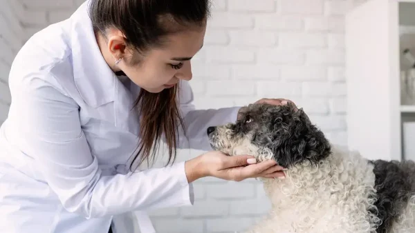 Veterinaria atendiendo a un perro