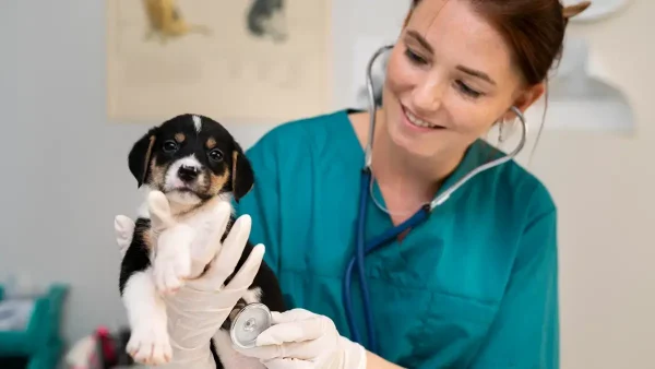 Veterinaria atendiendo un perro