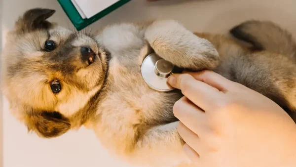 Perro siendo atendido por un veterinario